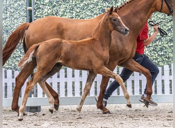 Westfaal, Merrie, Veulen (04/2025), Donkere-vos