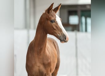 Westfaal, Merrie, veulen (03/2024), Donkere-vos