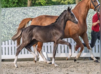 Westfaal, Merrie, Veulen (02/2025), Donkere-vos