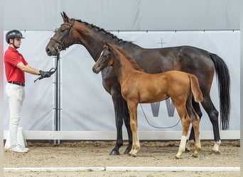 Westfaal, Merrie, veulen (04/2024), Donkere-vos