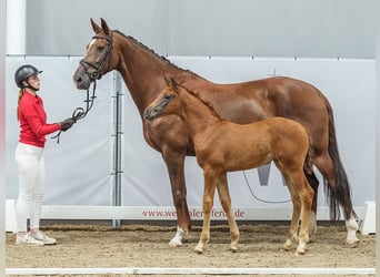 Westfaal, Merrie, veulen (05/2024), Donkere-vos