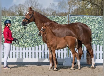 Westfaal, Merrie, Veulen (02/2026), Donkere-vos