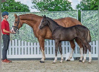 Westfaal, Merrie, Veulen (02/2025), Donkere-vos