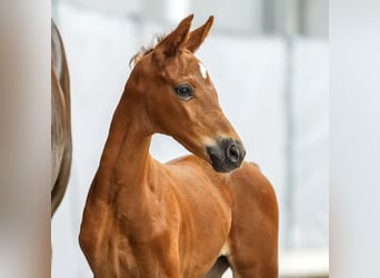 Westfaal, Merrie, veulen (06/2024), Donkere-vos