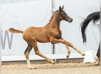 Westfaal, Merrie, veulen (04/2024), Donkere-vos