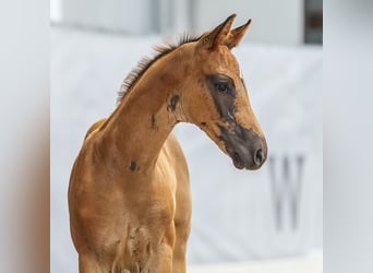 Westfaal, Merrie, veulen (05/2024), Donkere-vos