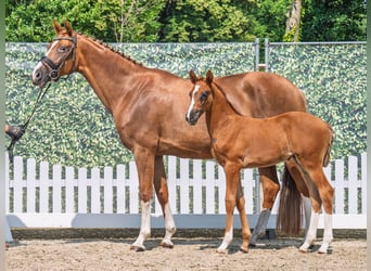 Westfaal, Merrie, Veulen (05/2025), Donkere-vos