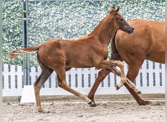 Westfaal, Merrie, Veulen (04/2025), Donkere-vos