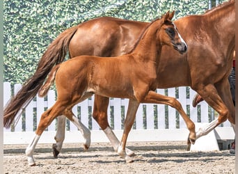 Westfaal, Merrie, Veulen (05/2025), Donkere-vos