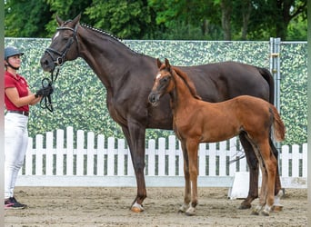 Westfaal, Merrie, Veulen (06/2025), Donkere-vos