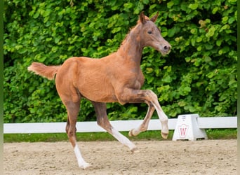 Westfaal, Merrie, Veulen (04/2026), Donkere-vos