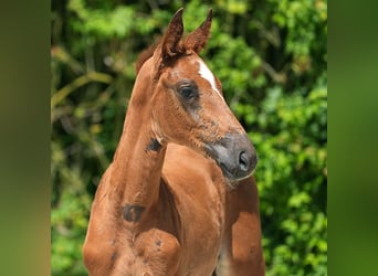 Westfaal, Merrie, veulen (04/2024), Donkere-vos