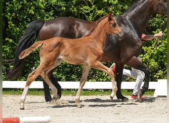 Westfaal, Merrie, veulen (04/2024), Donkere-vos