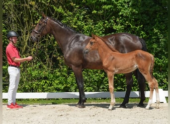 Westfaal, Merrie, veulen (04/2024), Donkere-vos