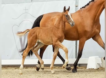 Westfaal, Merrie, veulen (05/2024), Donkere-vos