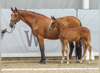 Westfaal, Merrie, veulen (05/2024), Donkere-vos