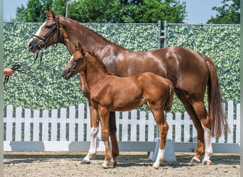 Westfaal, Merrie, Veulen (05/2025), Donkere-vos