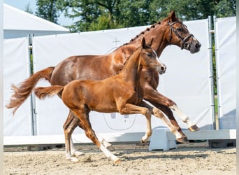 Westfaal, Merrie, veulen (05/2024), Donkere-vos