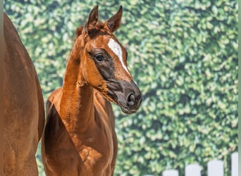 Westfaal, Merrie, Veulen (05/2025), Donkere-vos