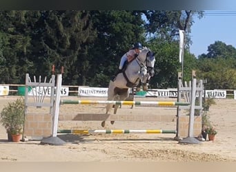 Westfaal, Merrie, Veulen (04/2025), kan schimmel zijn