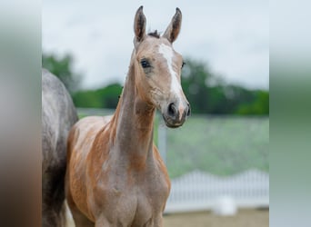 Westfaal, Merrie, Veulen (04/2026), kan schimmel zijn
