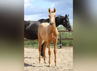 Westfaal, Merrie, Veulen (03/2025), Palomino