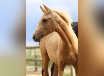 Westfaal, Merrie, Veulen (03/2025), Palomino