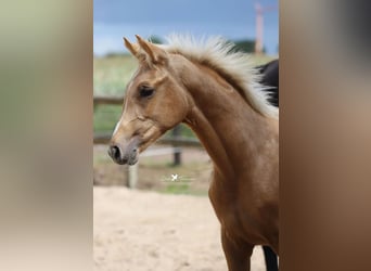 Westfaal, Merrie, Veulen (03/2025), Palomino