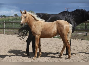 Westfaal, Merrie, Veulen (03/2025), Palomino