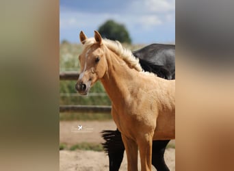 Westfaal, Merrie, Veulen (03/2025), Palomino