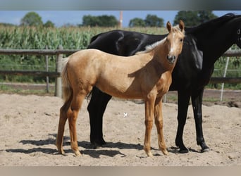 Westfaal, Merrie, Veulen (03/2025), Palomino