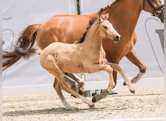 Westfaal, Merrie, veulen (04/2024), Palomino