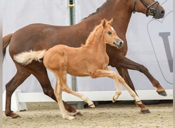 Westfaal, Merrie, veulen (04/2024), Palomino