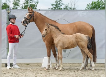 Westfaal, Merrie, veulen (04/2024), Palomino