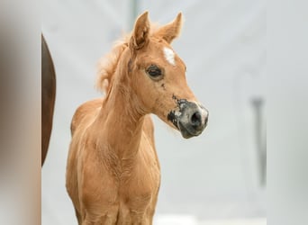 Westfaal, Merrie, veulen (04/2024), Palomino