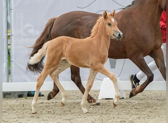 Westfaal, Merrie, veulen (04/2024), Palomino