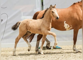 Westfaal, Merrie, veulen (04/2024), Palomino