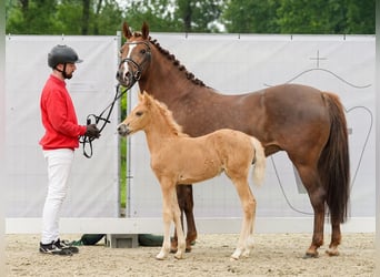 Westfaal, Merrie, veulen (04/2024), Palomino