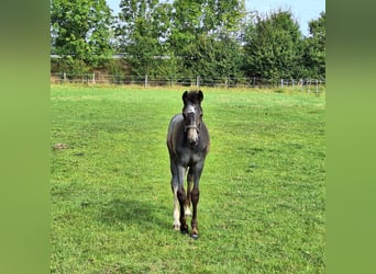 Westfaal, Merrie, veulen (05/2024), Schimmel