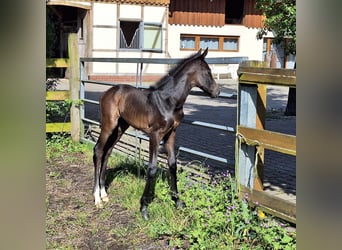 Westfaal, Merrie, veulen (05/2024), Schimmel