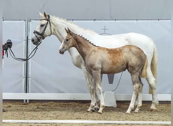 Westfaal, Merrie, veulen (03/2024), Schimmel