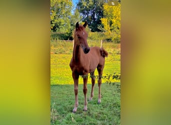 Westfaal, Merrie, Veulen (05/2025), Vos