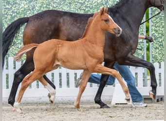 Westfaal, Merrie, Veulen (04/2026), Vos