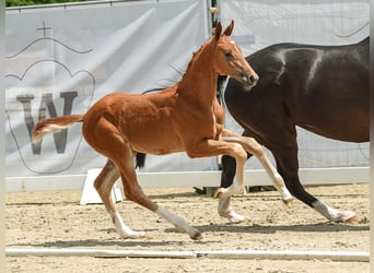 Westfaal, Merrie, veulen (05/2024), Vos