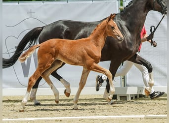 Westfaal, Merrie, veulen (05/2024), Vos