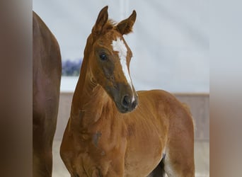 Westfaal, Merrie, Veulen (05/2026), Vos