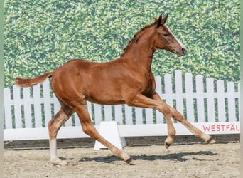 Westfaal, Merrie, Veulen (04/2026), Vos