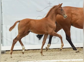 Westfaal, Merrie, veulen (03/2024), Vos