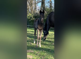 Westfaal, Merrie, , Zwart