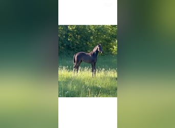 Westfaal, Merrie, , Zwart